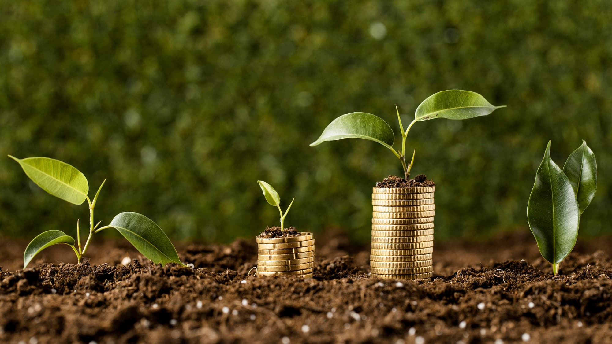 Seedlings growing from stacks of coins in soil
